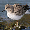 Least Sandpiper